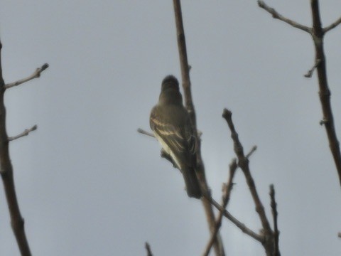 Western Wood-Pewee - ML642250913