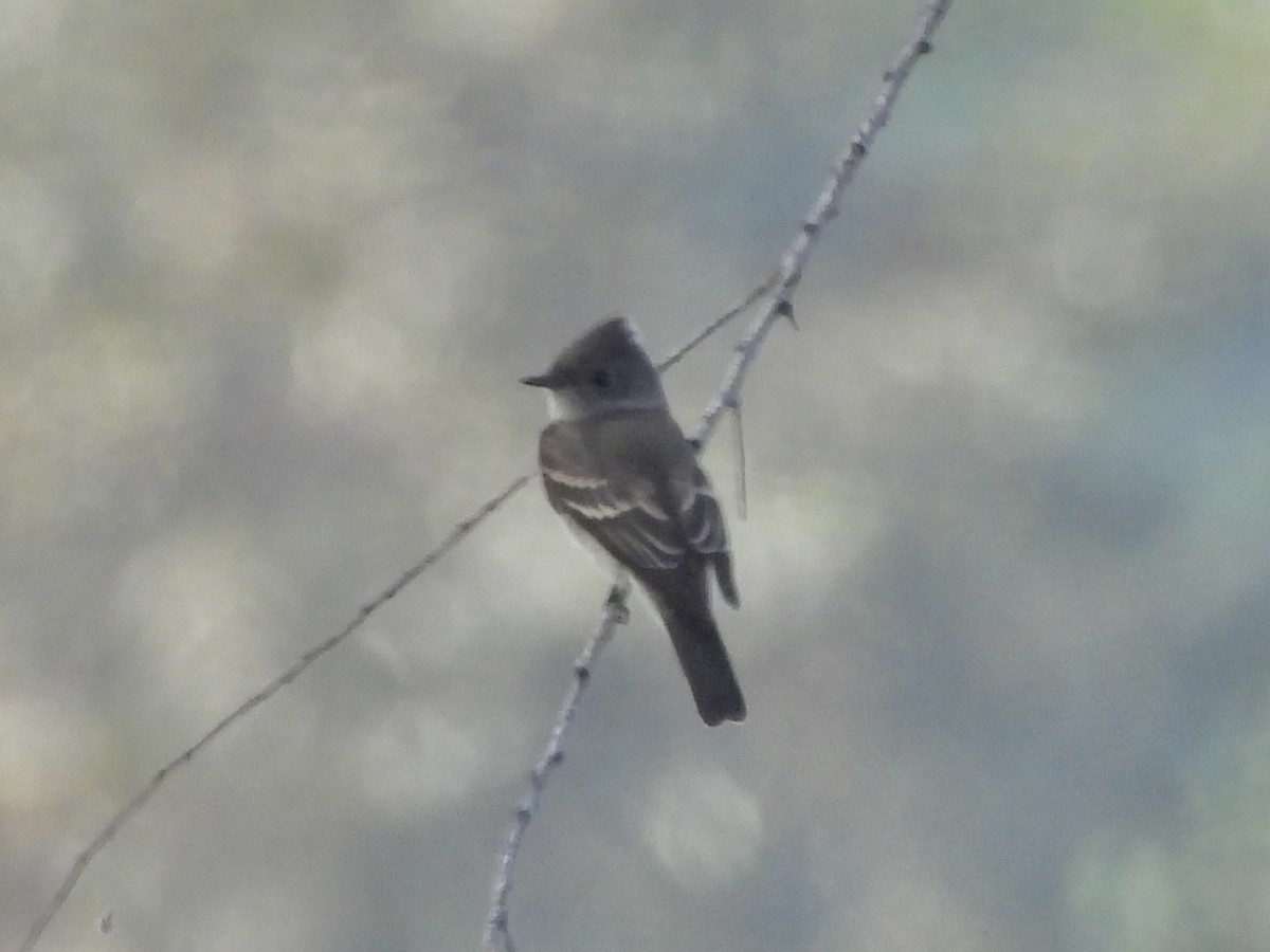 Western Wood-Pewee - ML642250915