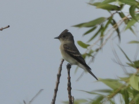 Western Wood-Pewee - ML642250916