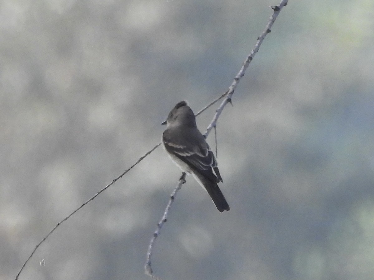 Western Wood-Pewee - ML642250917