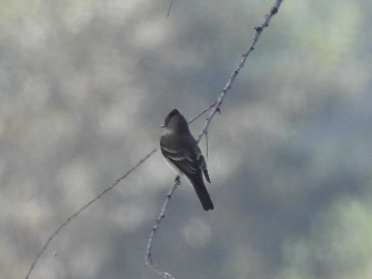 Western Wood-Pewee - ML642250918