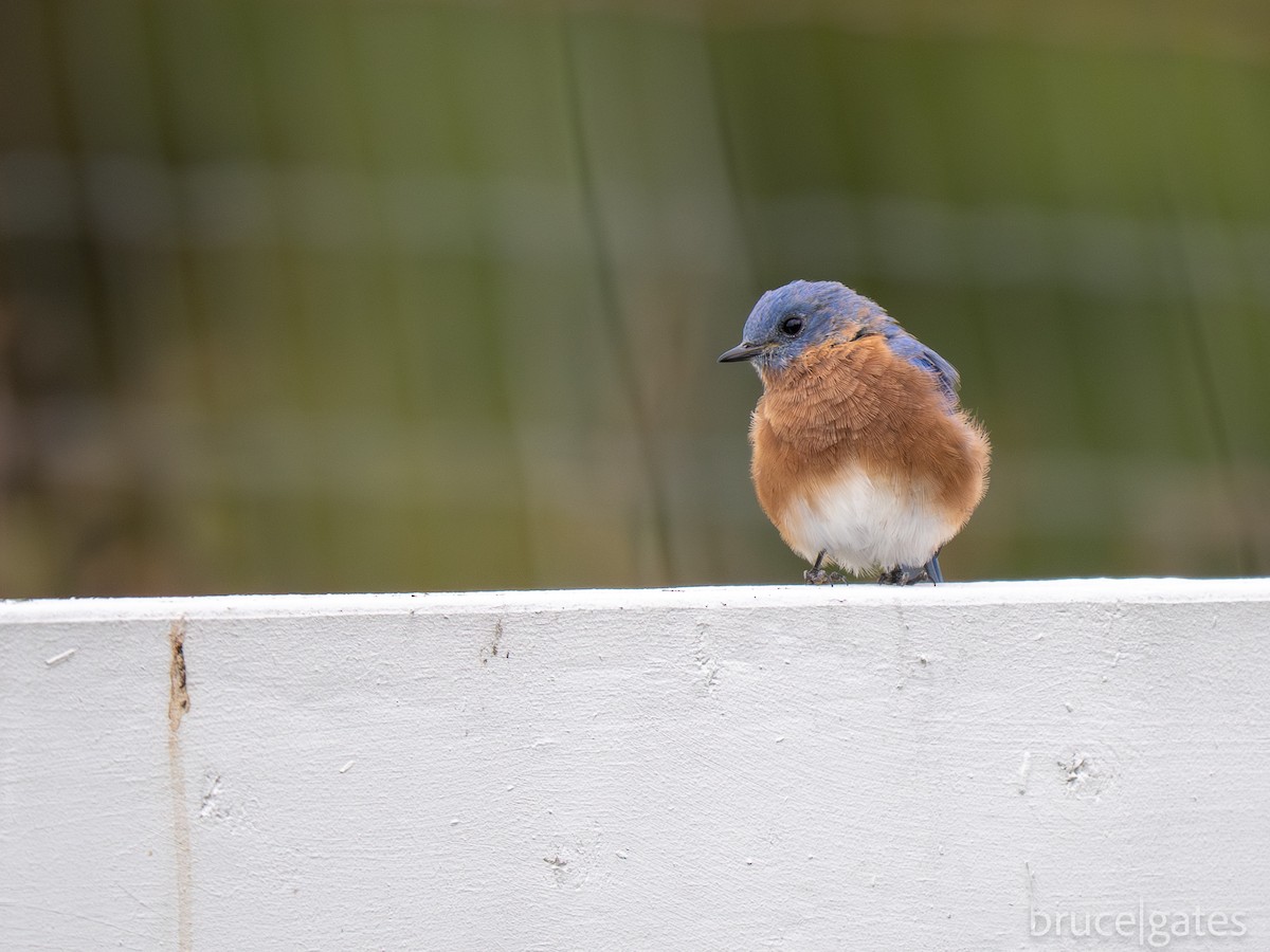Eastern Bluebird - ML642250926