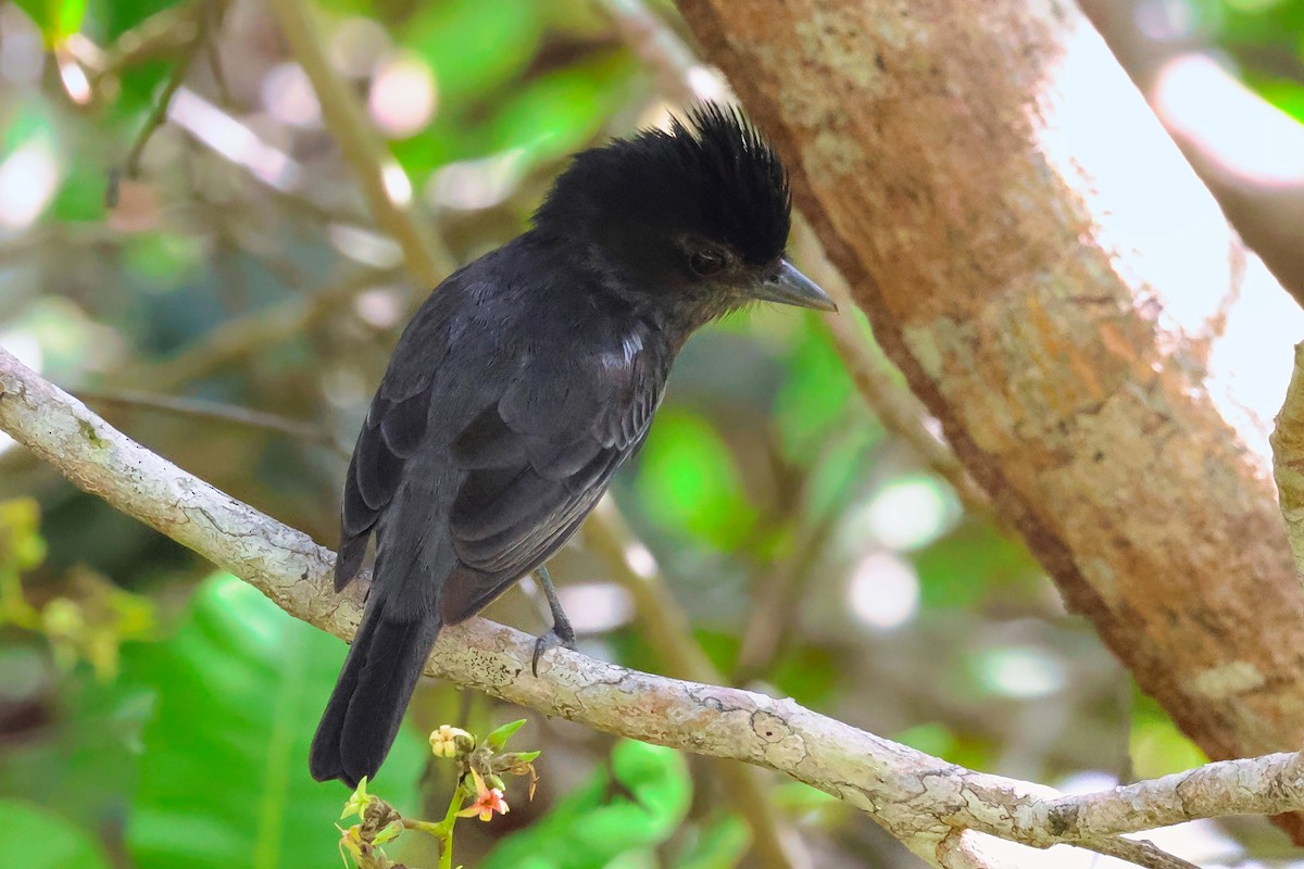 Rose-throated Becard - ML642250935