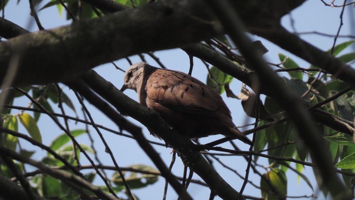Ruddy Ground Dove - ML642250974