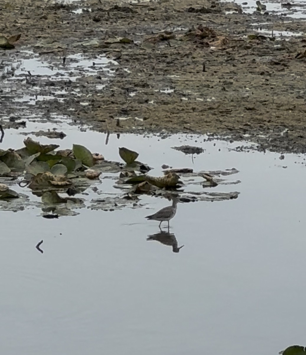 小黃腳鷸 - ML642250980