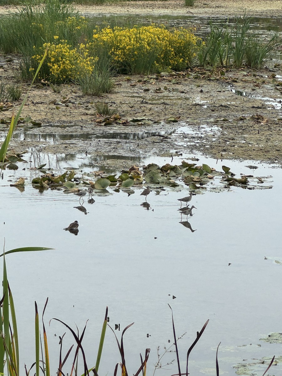 小黃腳鷸 - ML642250981