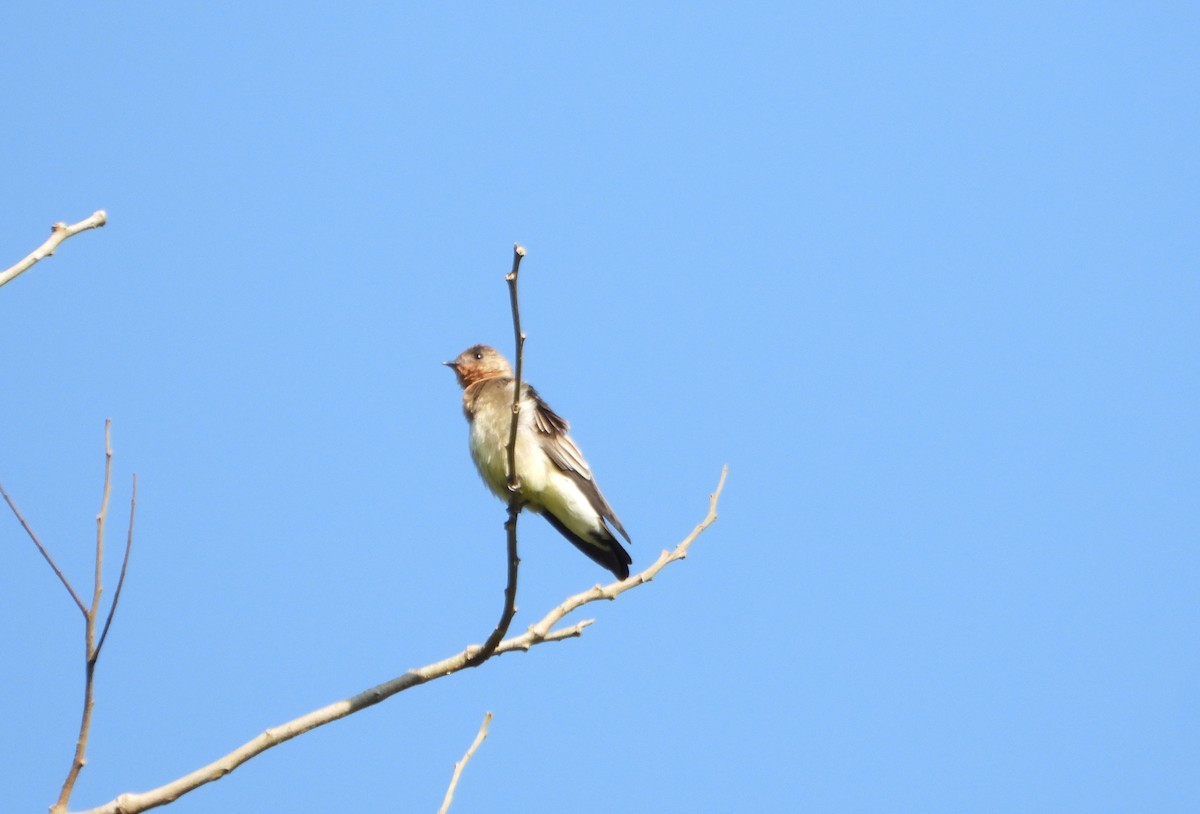 Southern Rough-winged Swallow - ML642251018