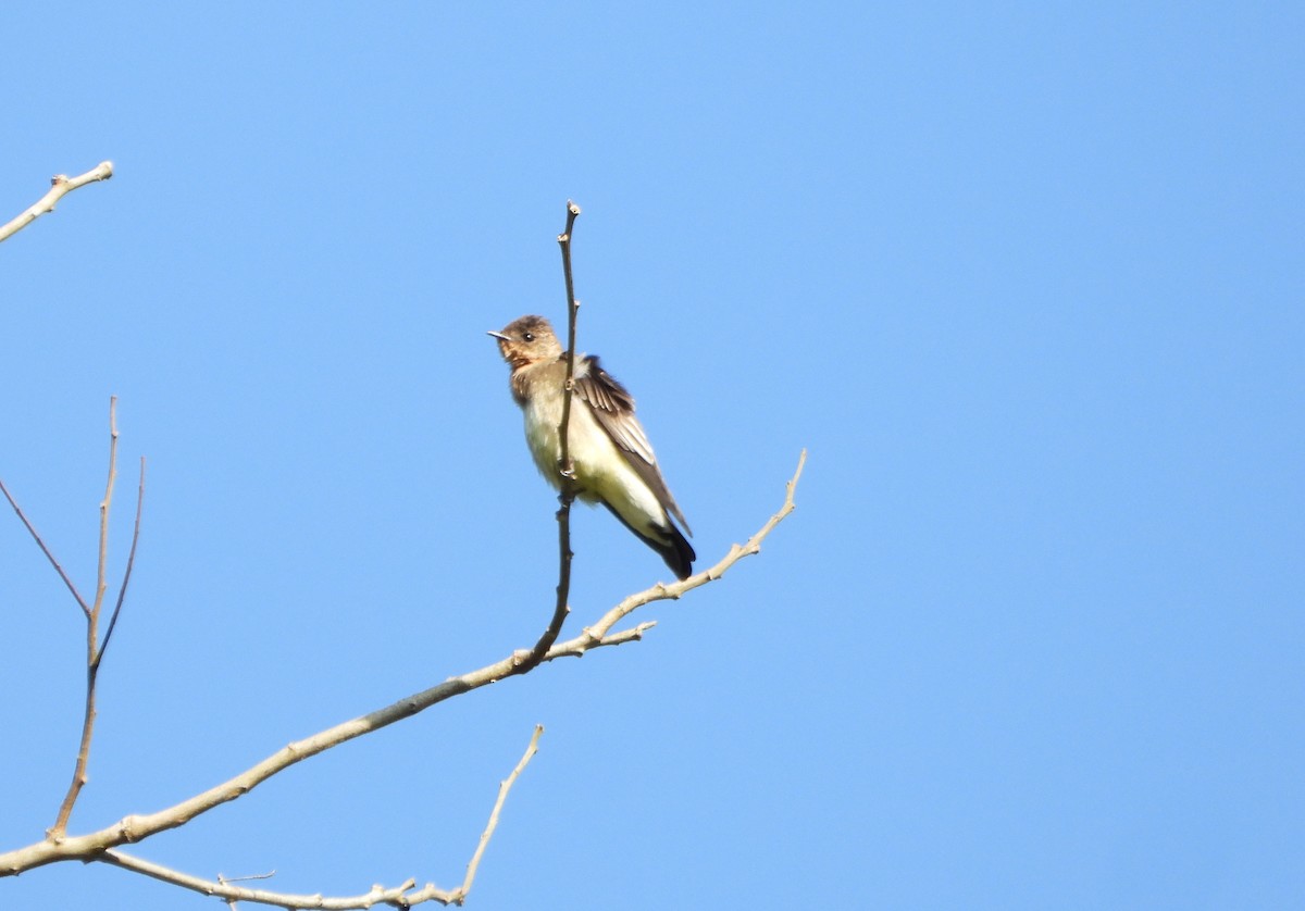 Southern Rough-winged Swallow - ML642251020