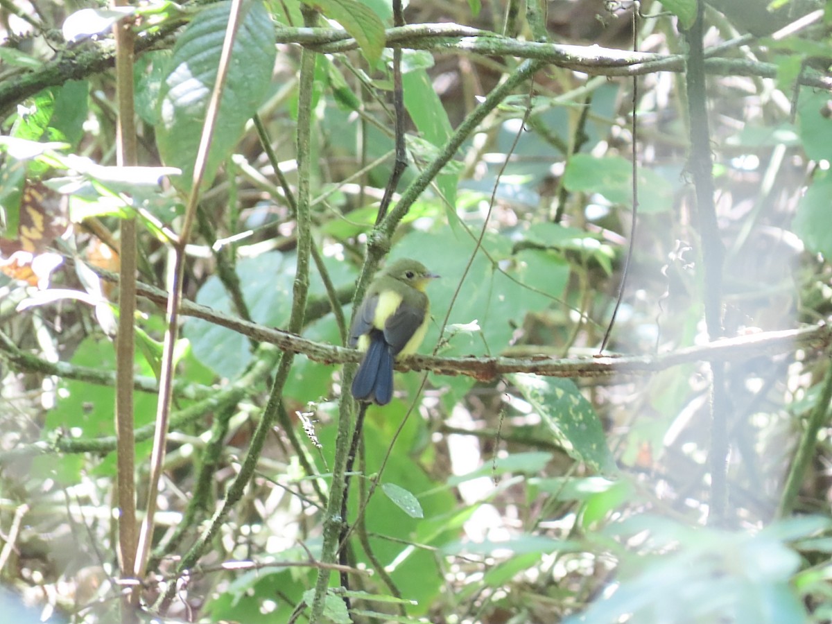 Black-tailed Flycatcher - ML642251024