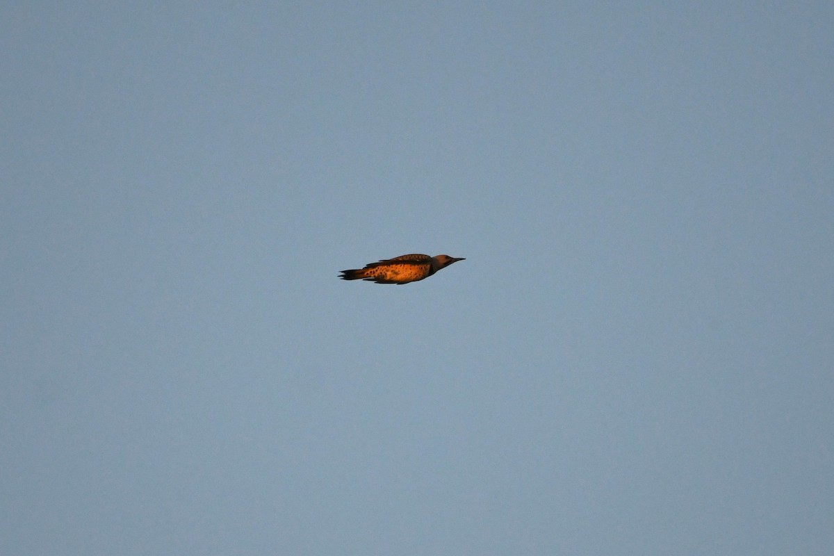 Northern Flicker - ML642251046