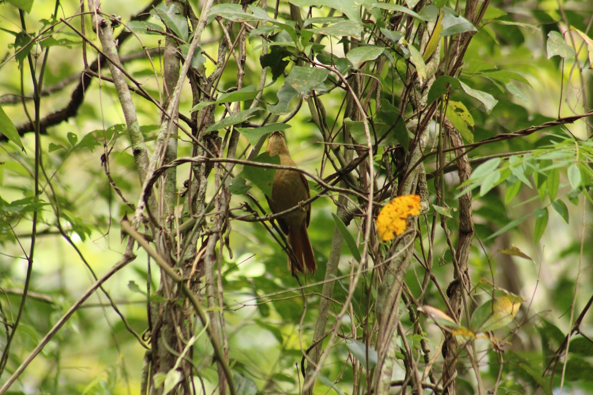 Buff-fronted Foliage-gleaner - ML642251073