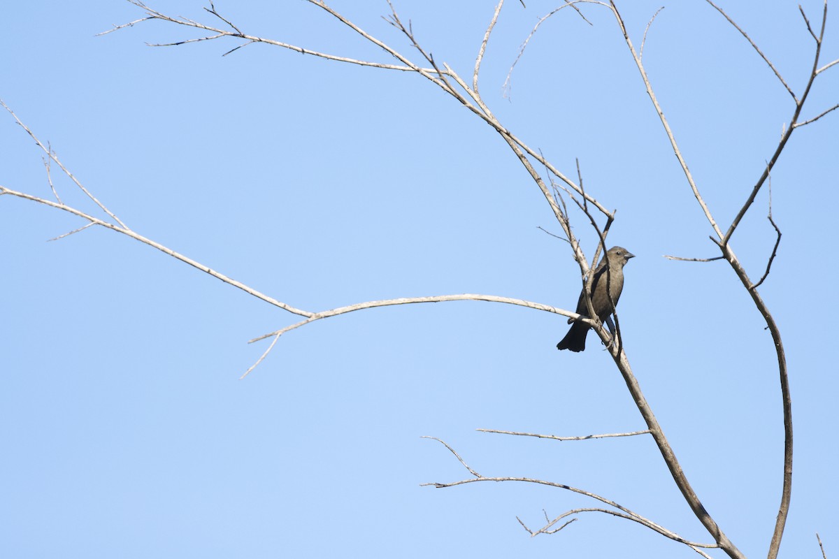 Shiny Cowbird - ML642251074