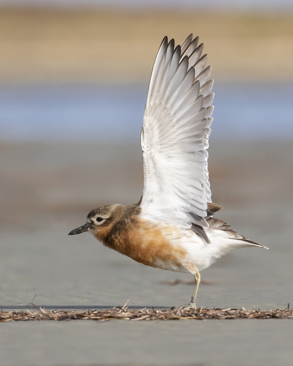 Red-breasted Dotterel (Southern) - ML642251082