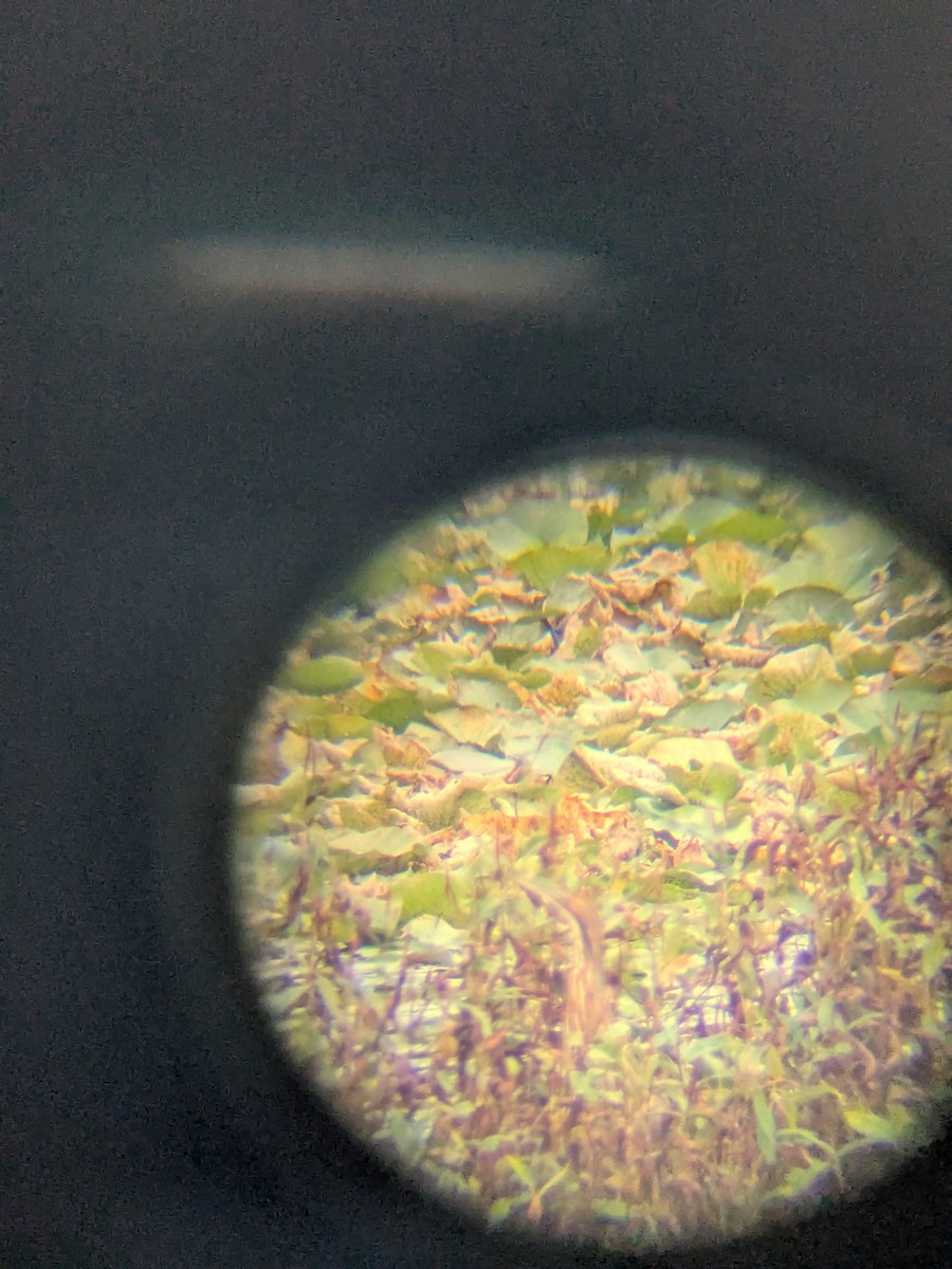 American Bittern - ML642251084