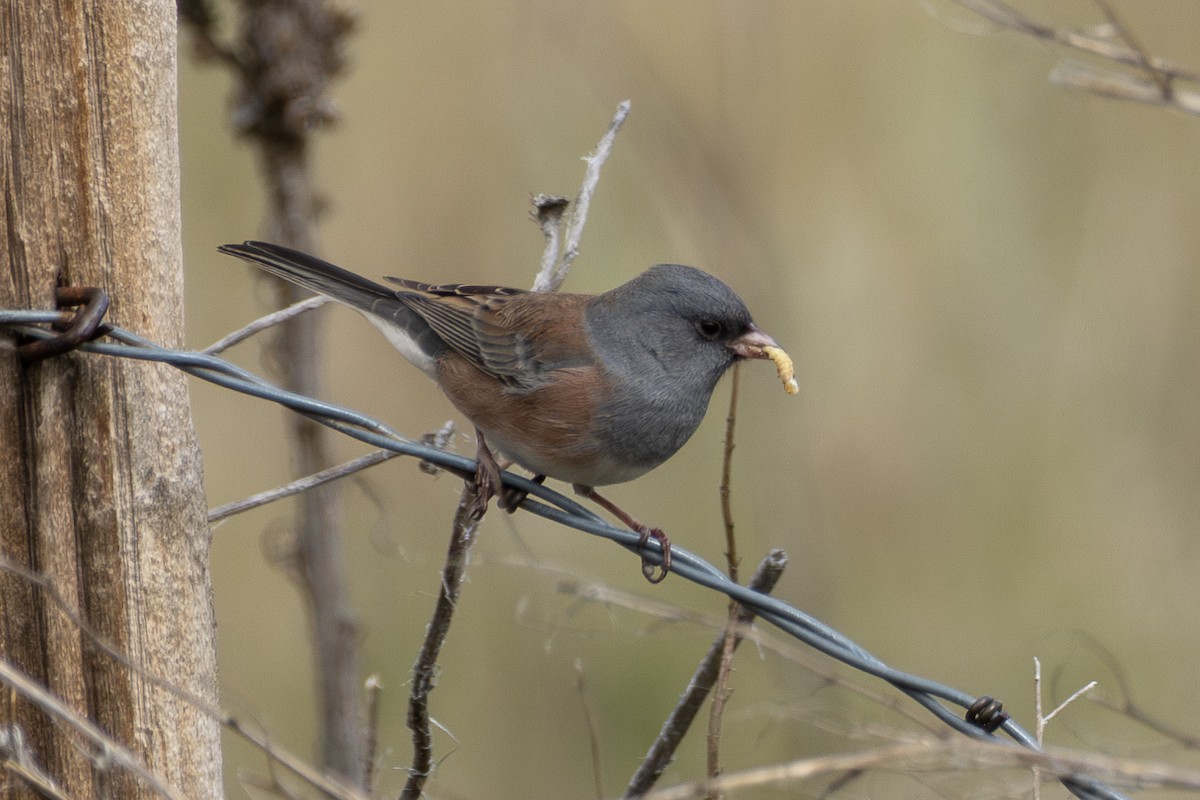 Dark-eyed Junco (Pink-sided) - ML642251104