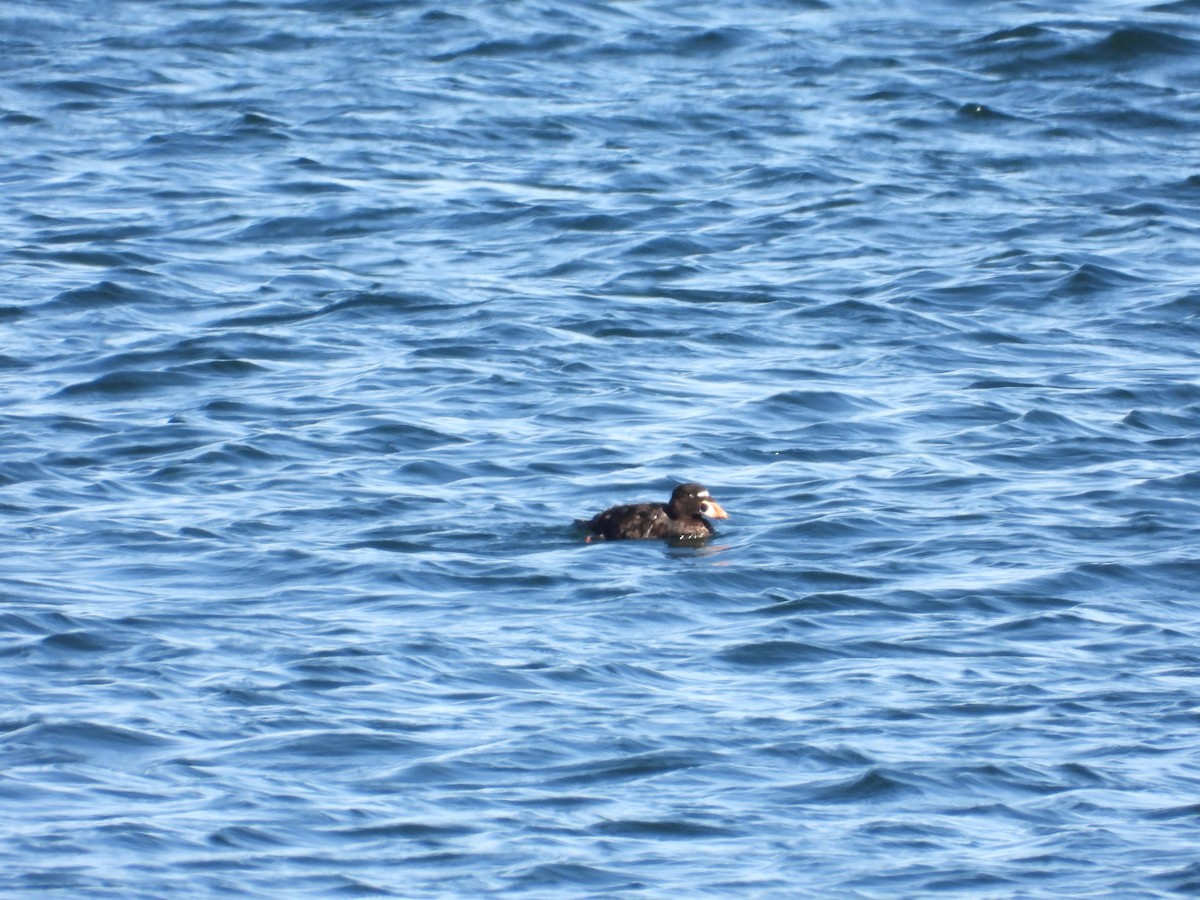 Surf Scoter - ML642251107