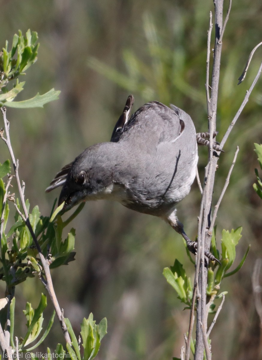Diuca Finch - ML642251111