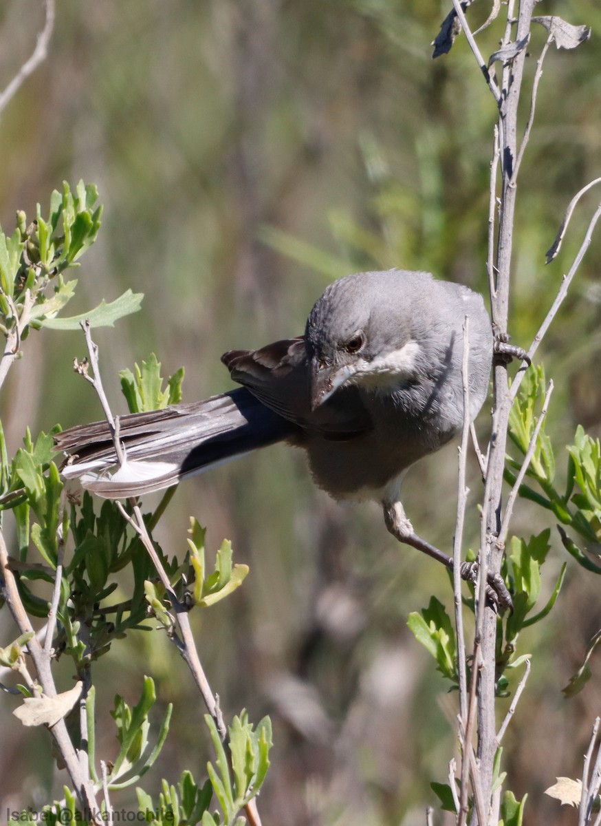 Diuca Finch - ML642251112