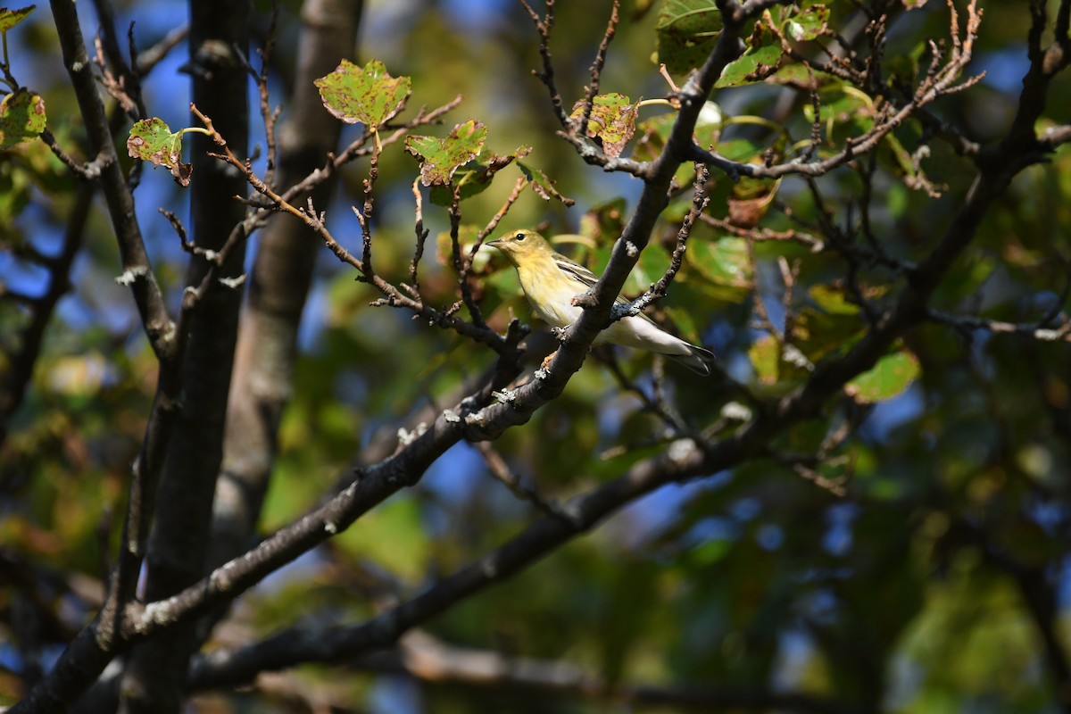 Blackpoll Warbler - ML642251113