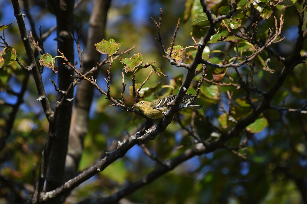 Blackpoll Warbler - ML642251114