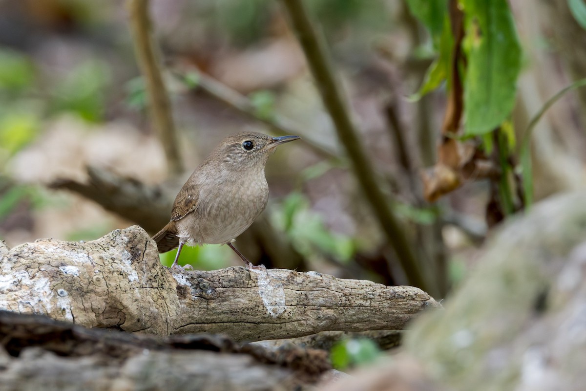 Northern House Wren - ML642251119
