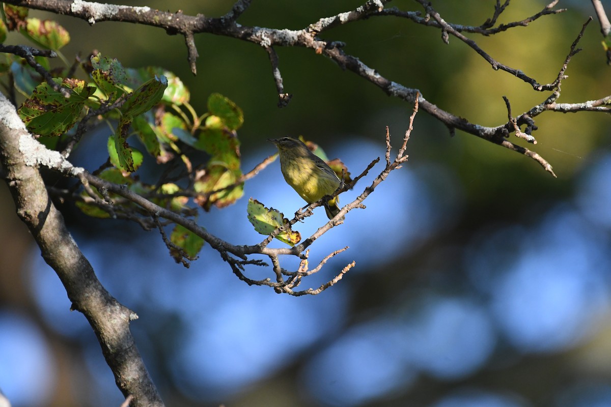 Palm Warbler - ML642251135