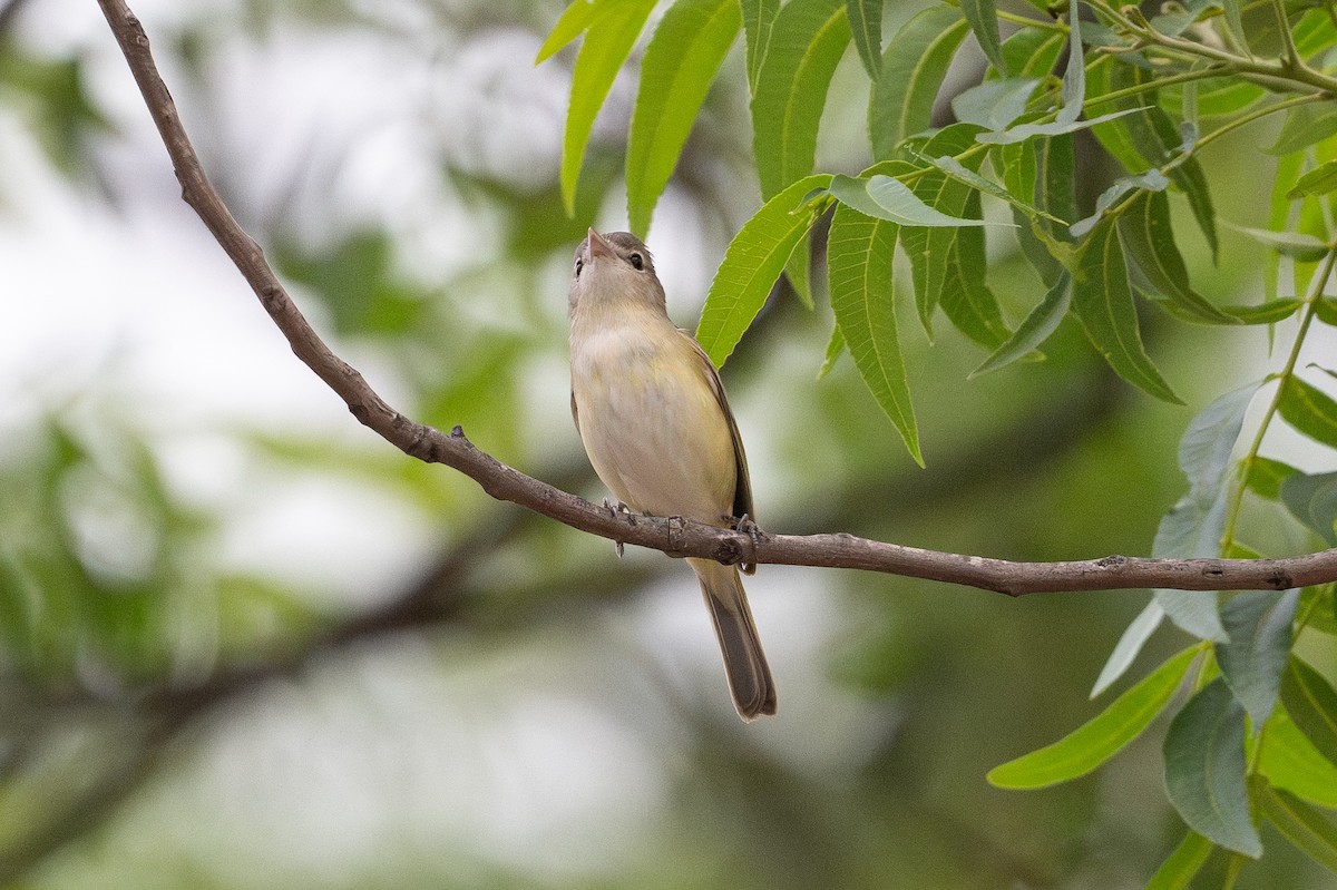 Bell's Vireo - ML642251138
