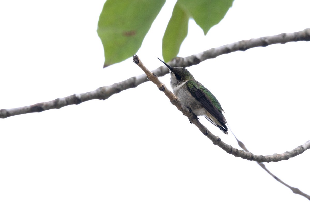 Ruby-throated Hummingbird - ML642251144