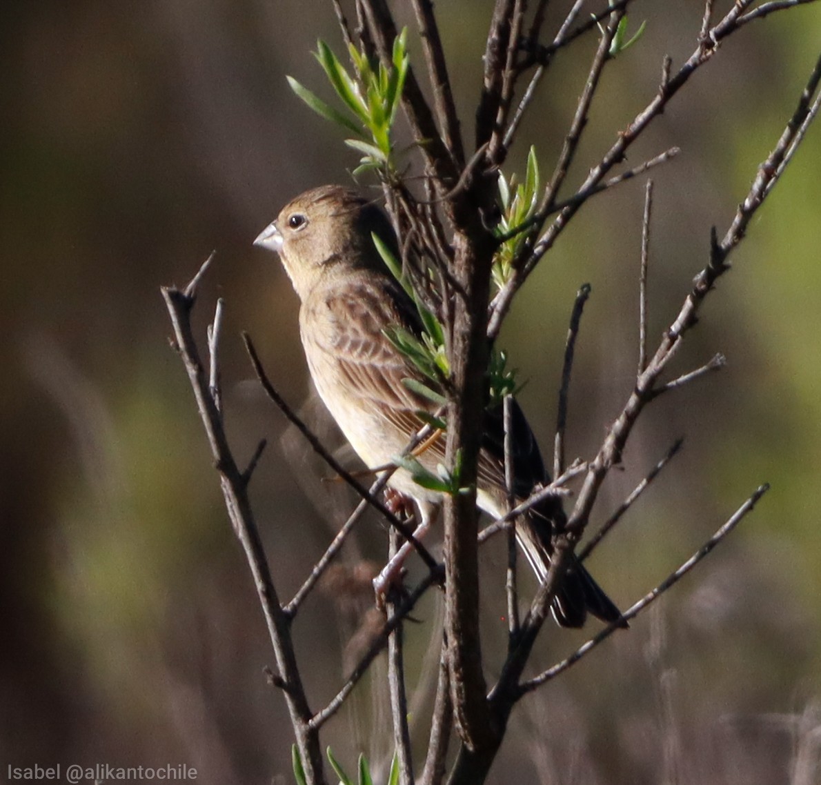 Grassland Yellow-Finch - ML642251145