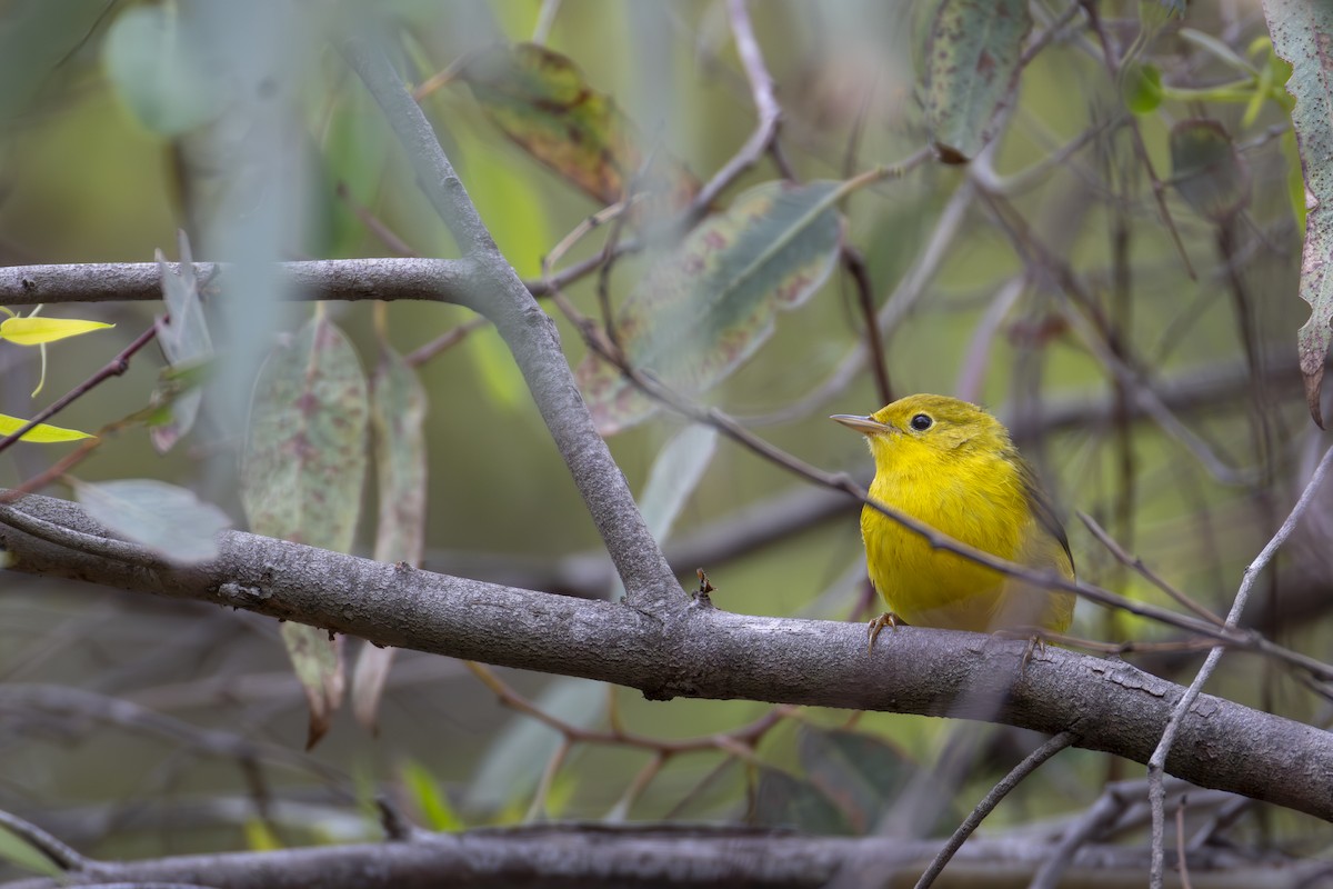 Yellow Warbler - ML642251147