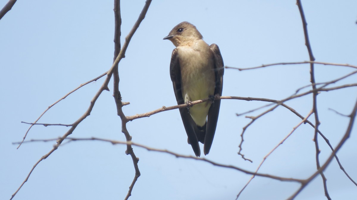 Southern Rough-winged Swallow - ML642251154