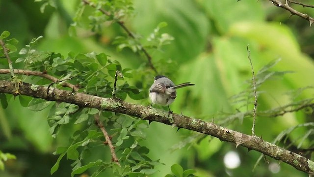 White-lored Gnatcatcher - ML642251166