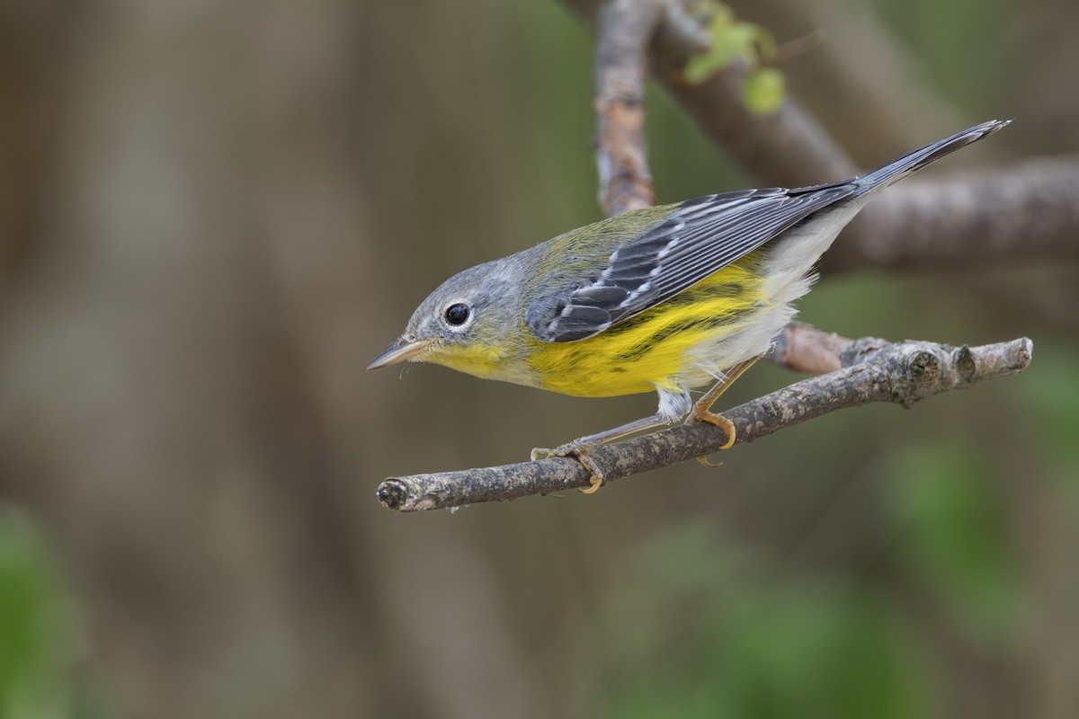 Magnolia Warbler - ML642251169