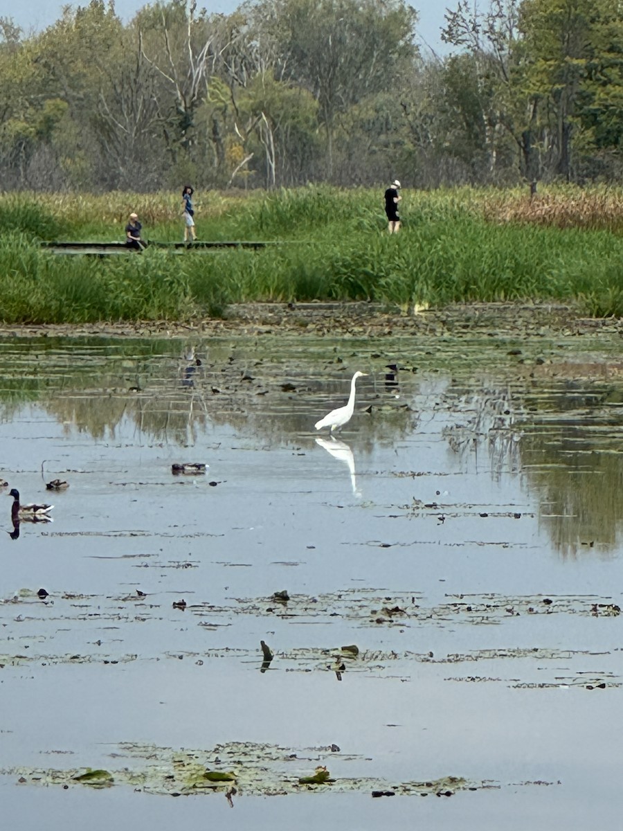 大白鷺 - ML642251172