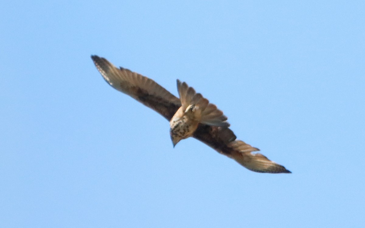 Harris's Hawk - ML642251176