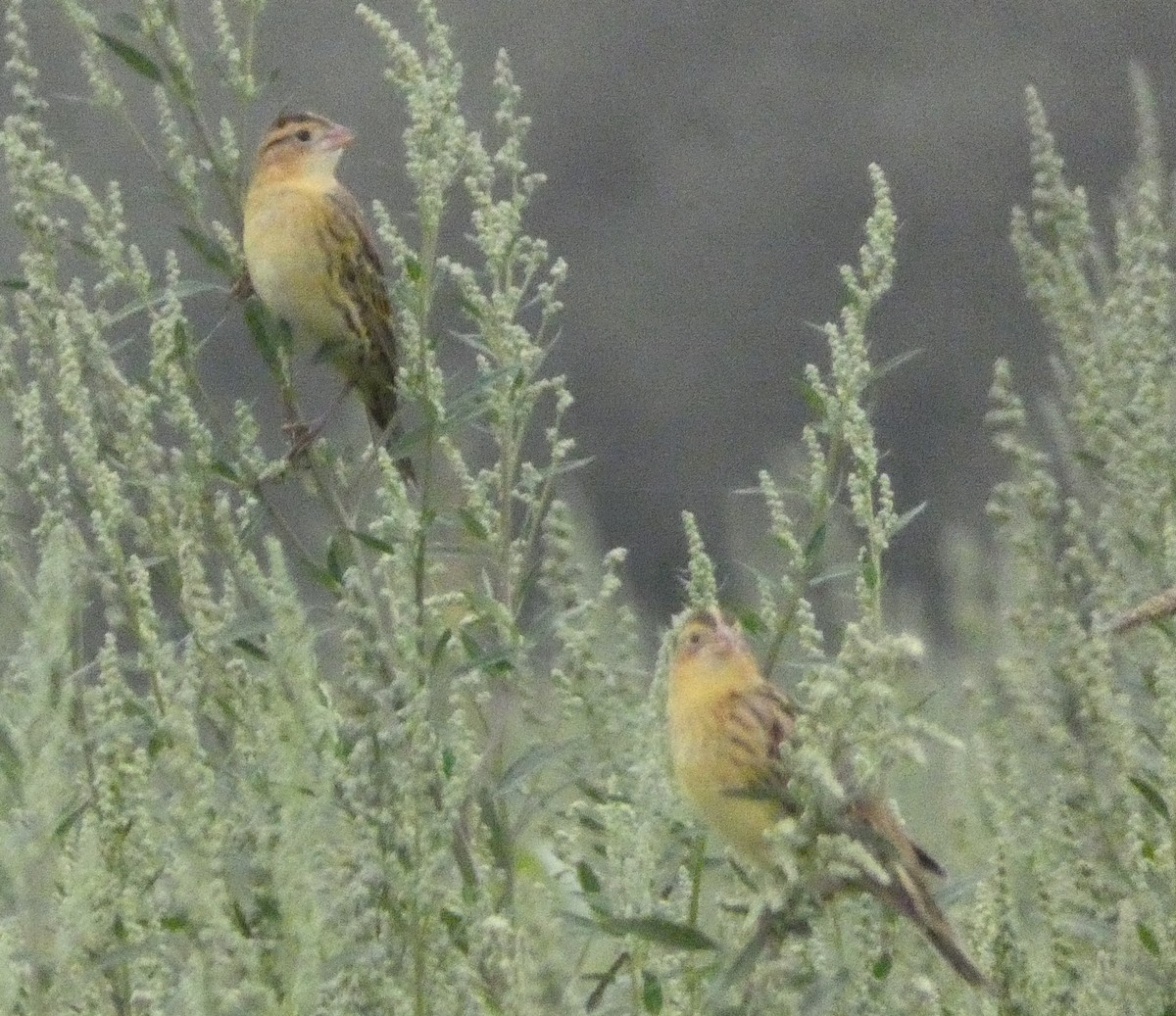 Bobolink - ML642251183