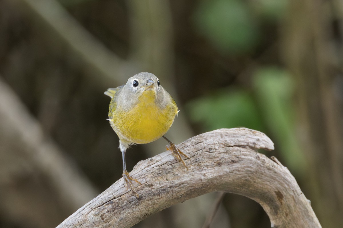 Nashville Warbler - ML642251196