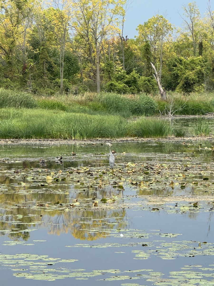 Great Blue Heron - ML642251198