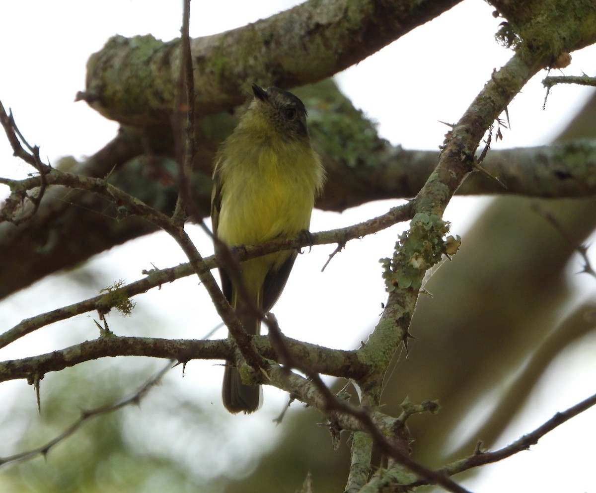 Slaty-capped Flycatcher - ML642251199