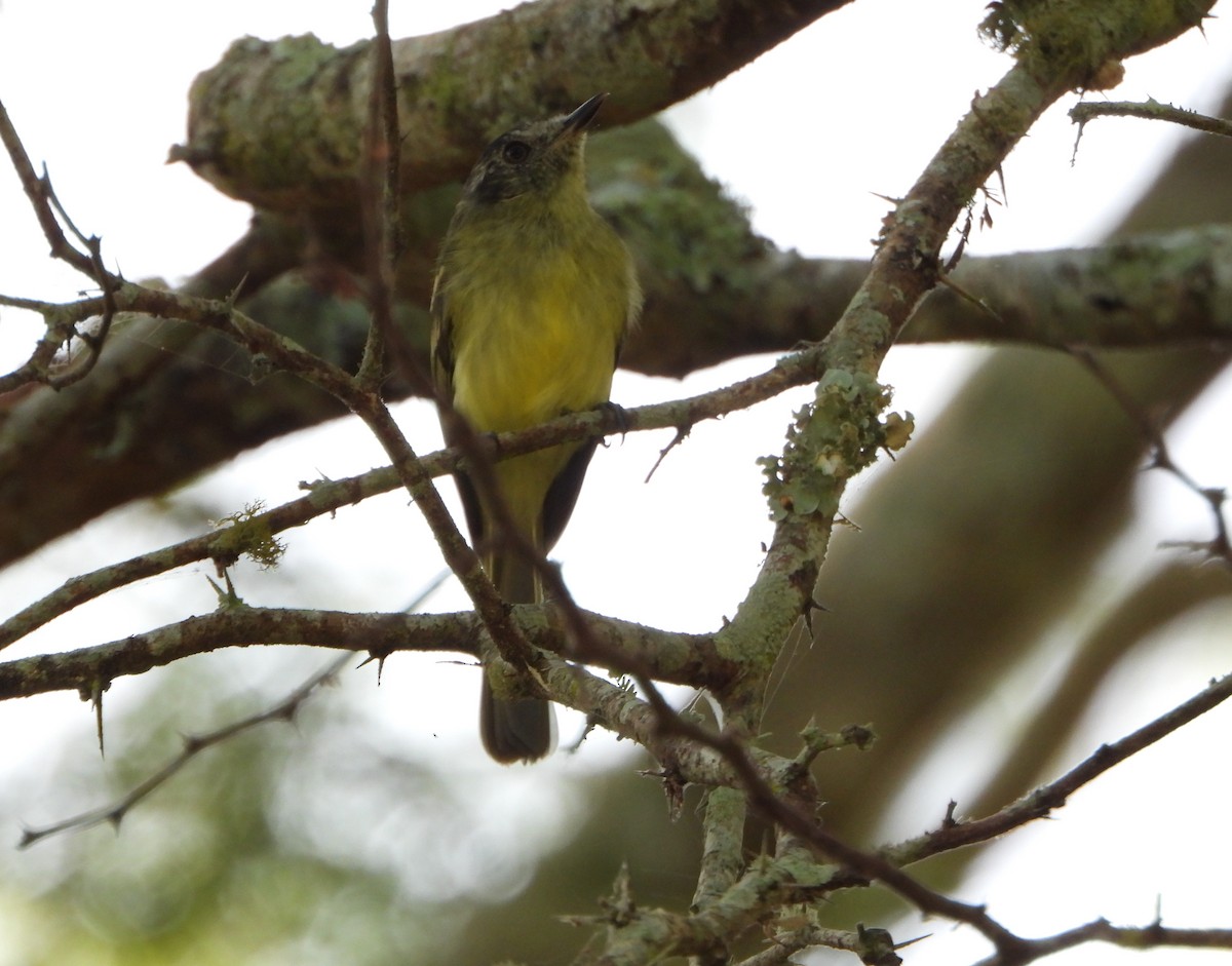 Slaty-capped Flycatcher - ML642251201