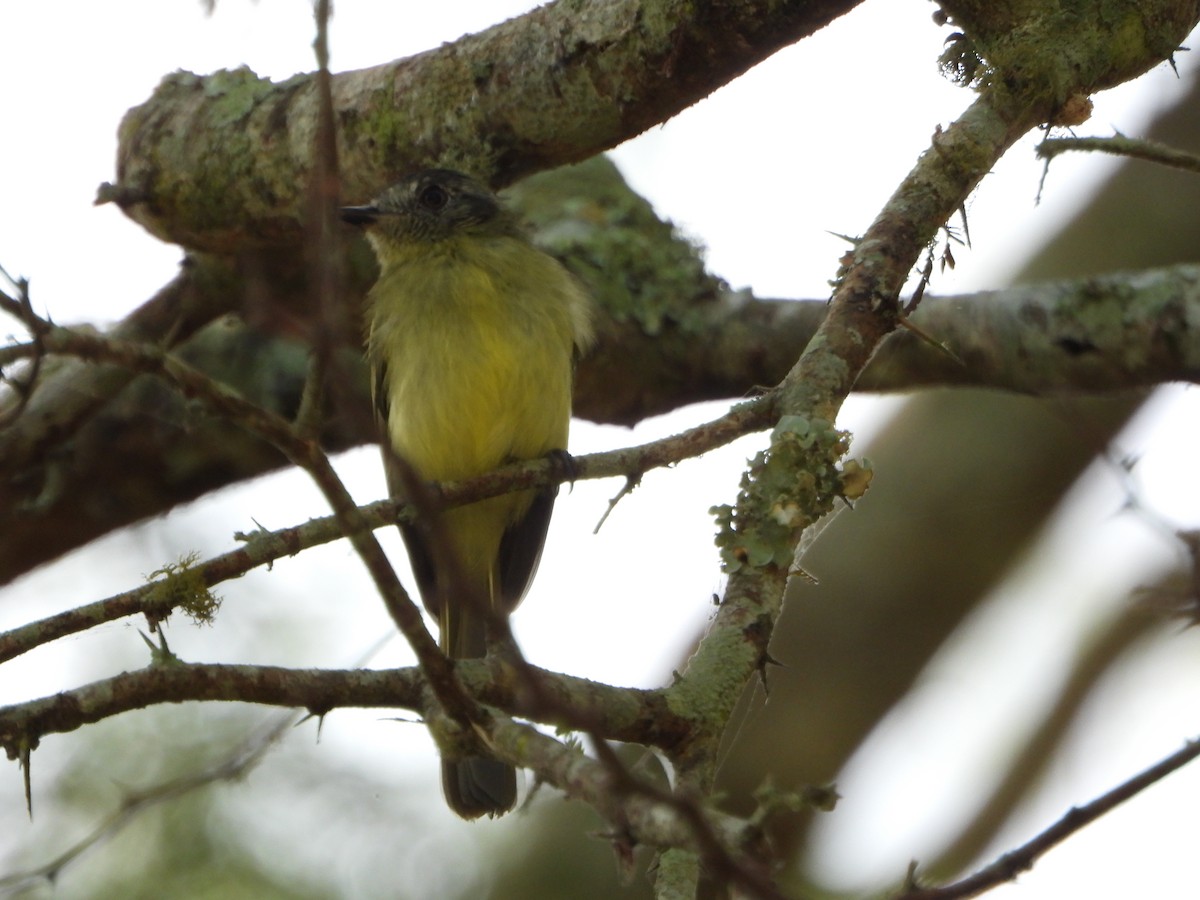 Slaty-capped Flycatcher - ML642251204