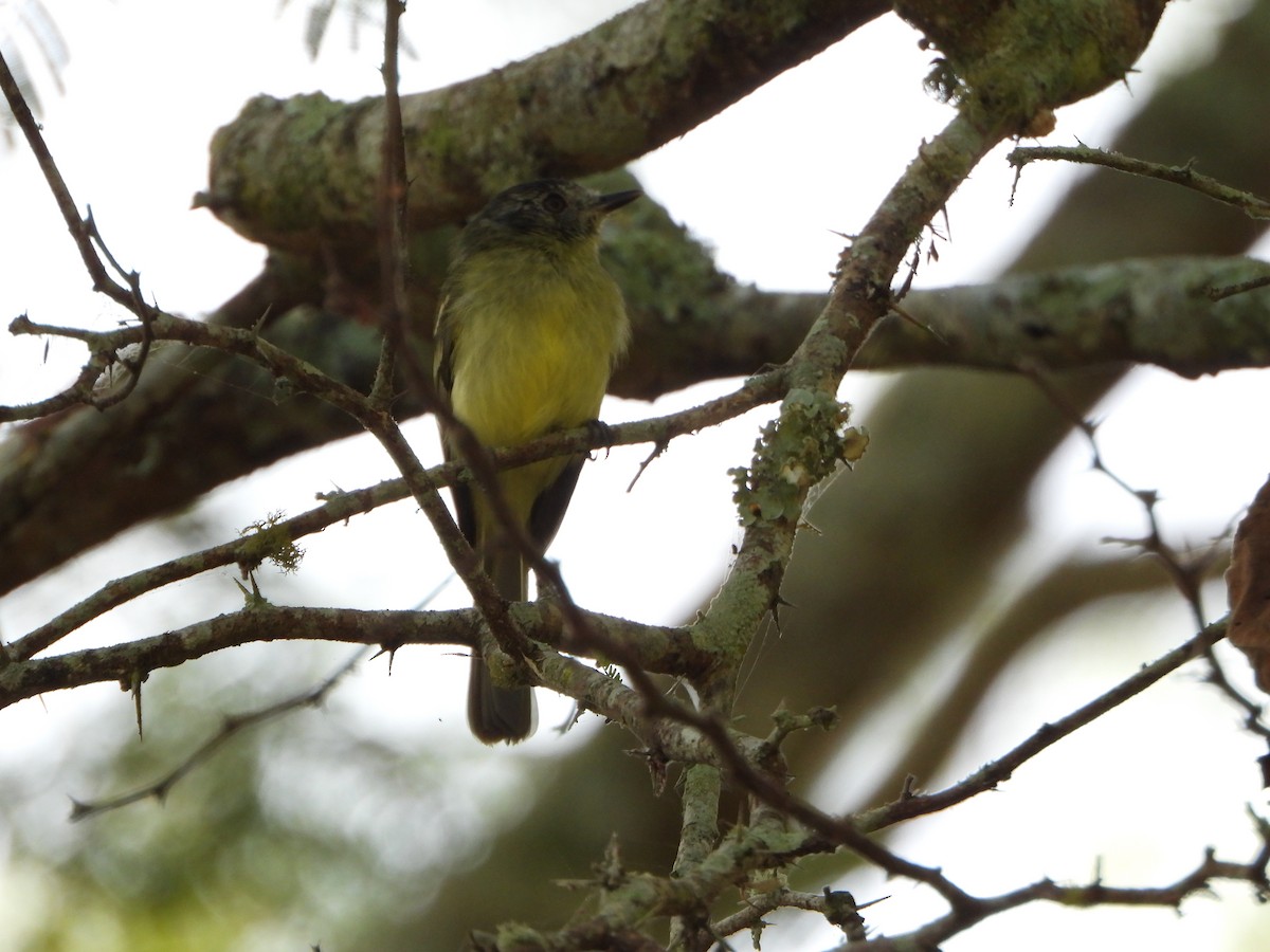 Slaty-capped Flycatcher - ML642251205