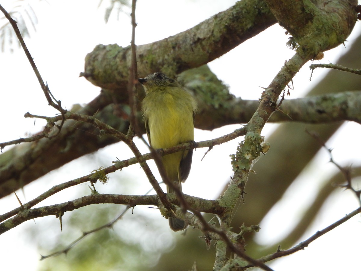 Slaty-capped Flycatcher - ML642251206