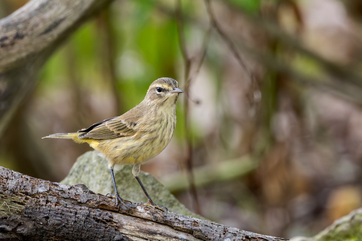 Palm Warbler - ML642251221