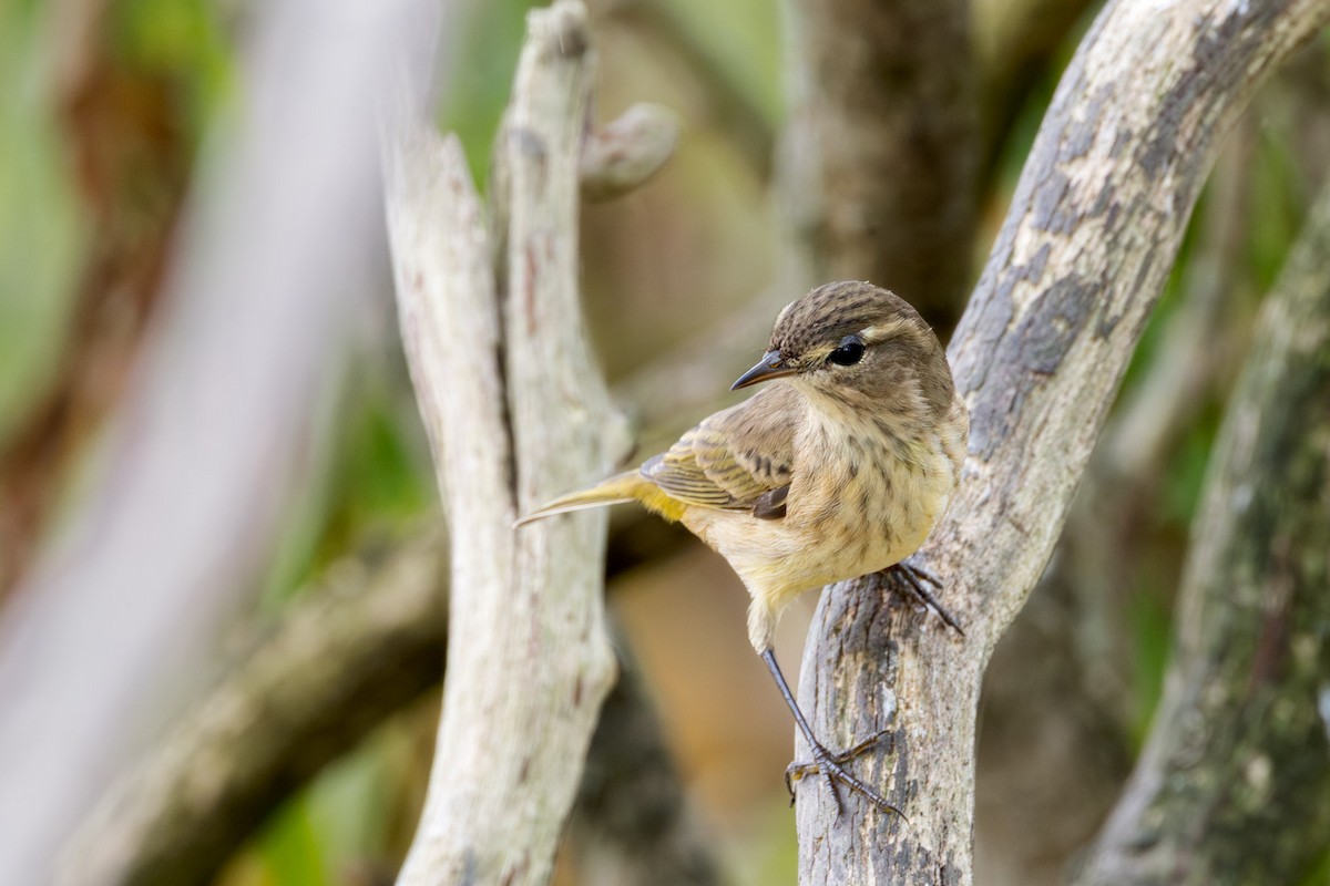 Palm Warbler - ML642251222