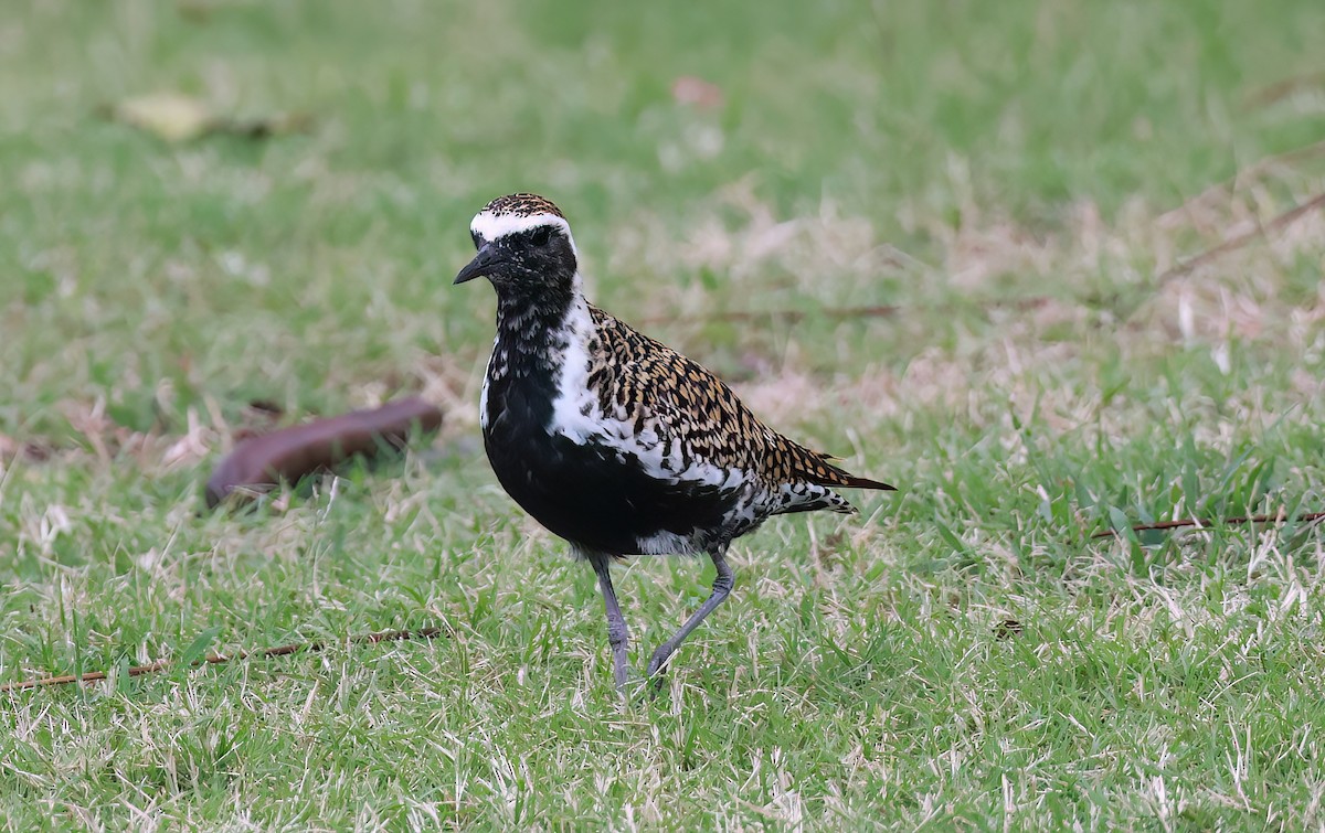 Pacific Golden-Plover - ML642251229