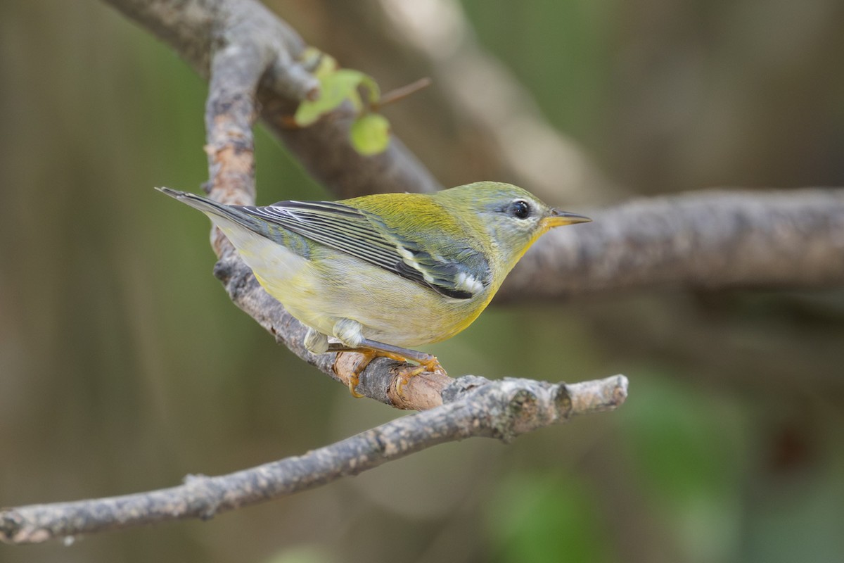 Northern Parula - ML642251243