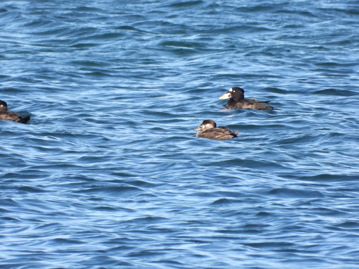 Surf Scoter - ML642251252
