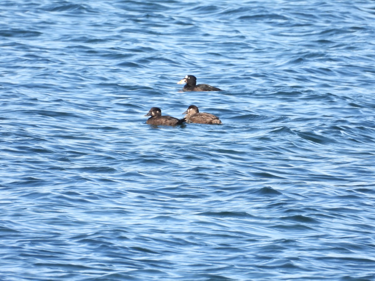 Surf Scoter - ML642251254