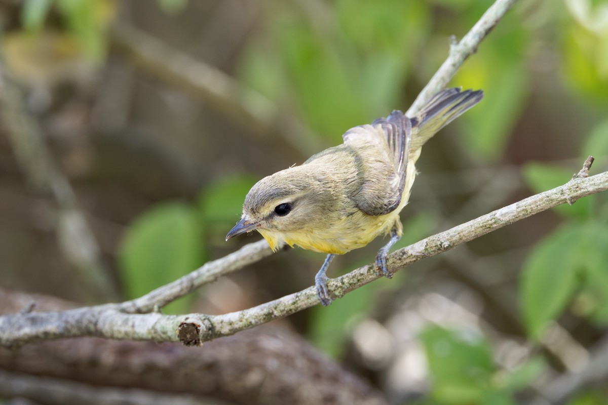 Philadelphia Vireo - ML642251259